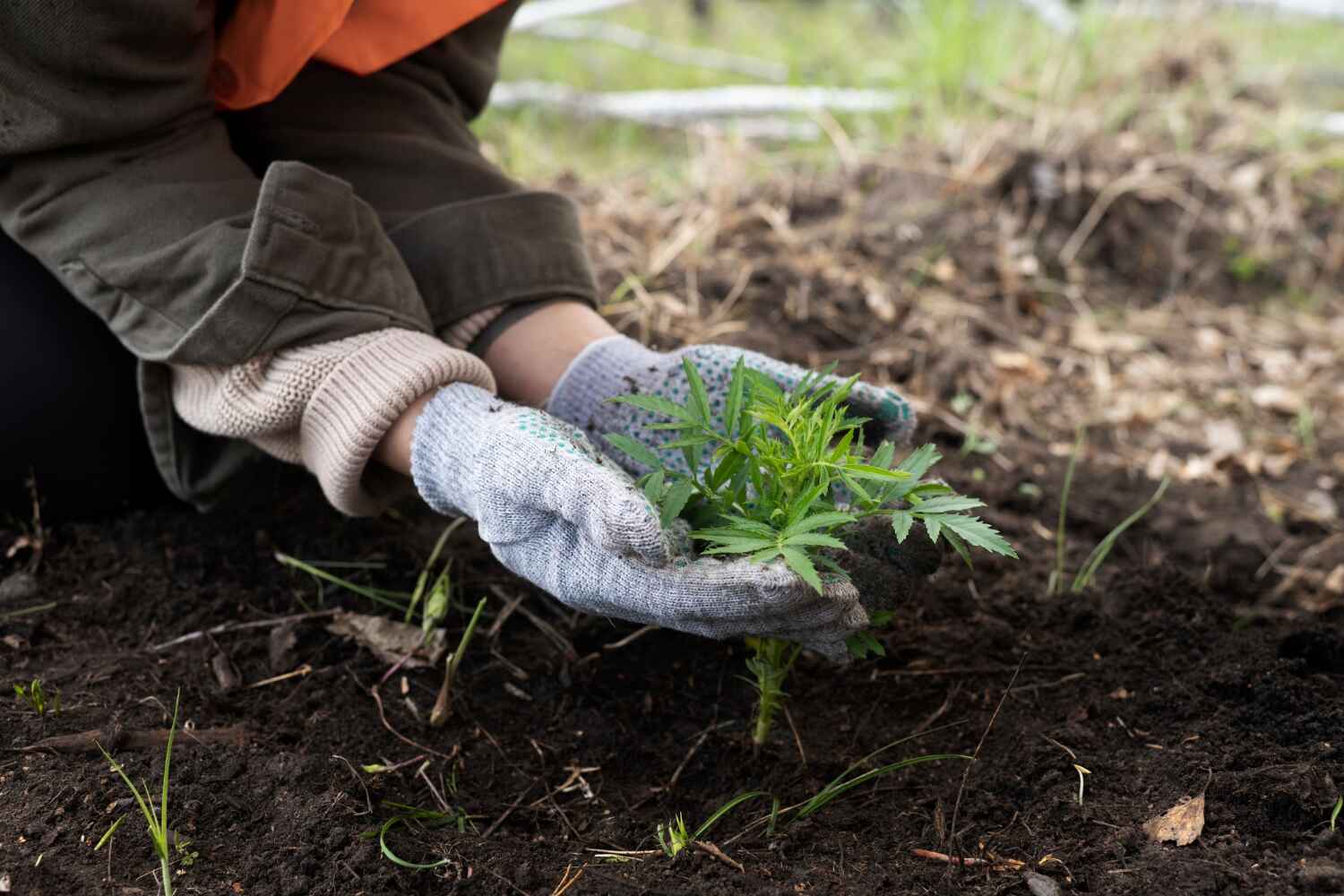 Best Tree Care Services  in Chadbourn, NC